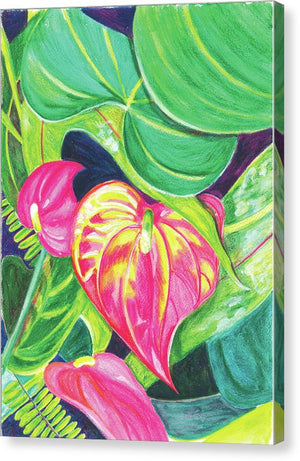 "Pink Anthurium" Popular Tropical Flower in Hawaii - Canvas Print
