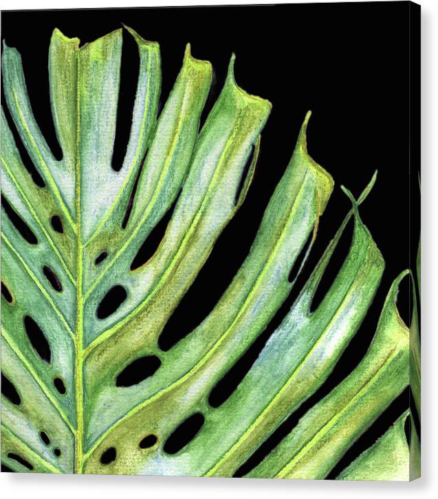 Tropical Monstera Leaf WIth Black Background - Canvas Print