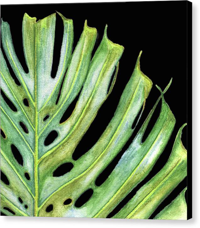 Tropical Monstera Leaf WIth Black Background - Canvas Print