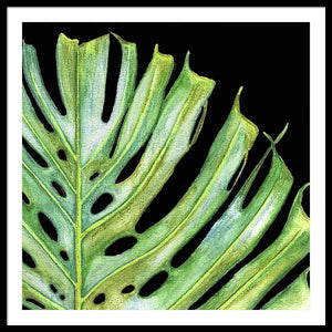 Tropical Monstera Leaf WIth Black Background - Framed Print