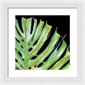 Tropical Monstera Leaf WIth Black Background - Framed Print